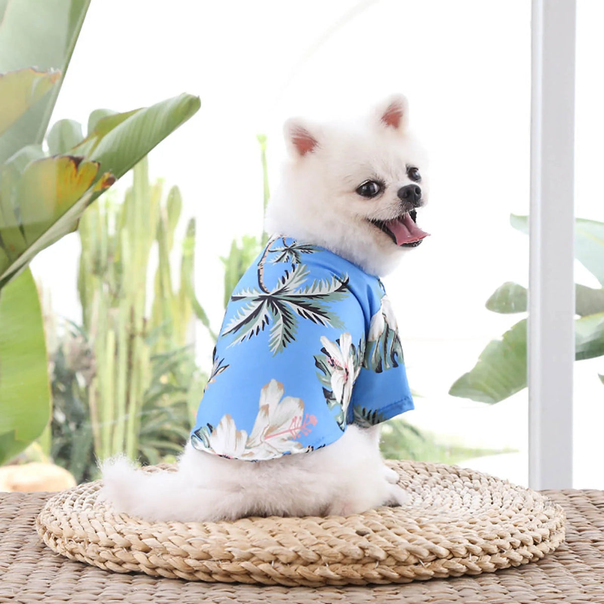 Dog Fashion Trends - Valitic Pets