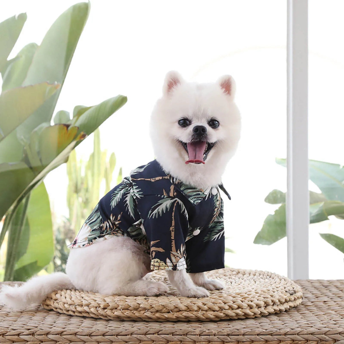 Dog Fashion Trends - Valitic Pets