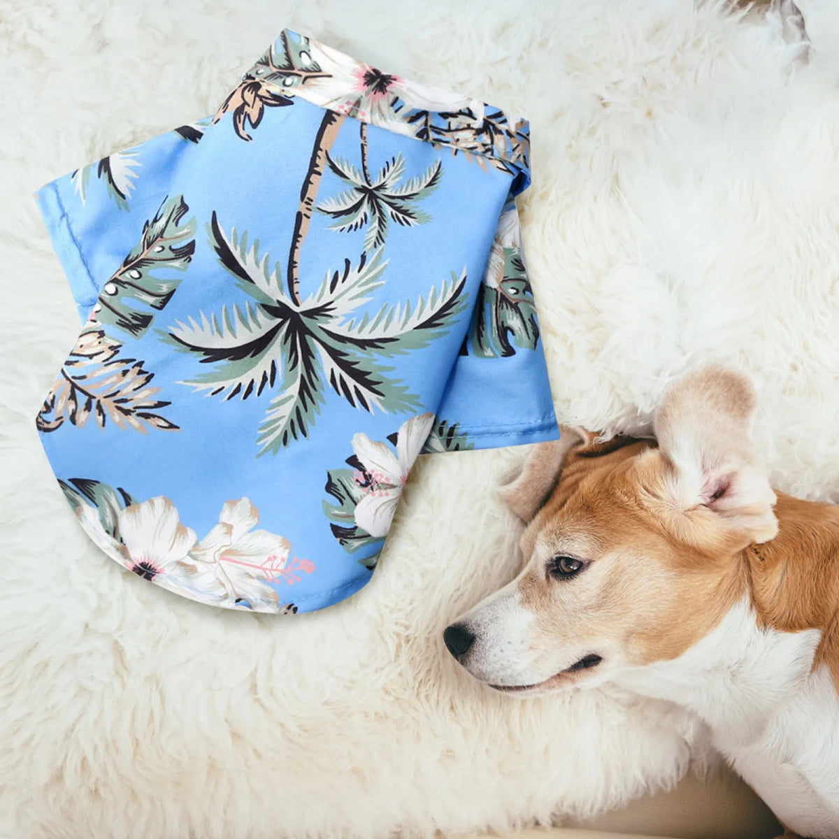 Dog Fashion Trends - Valitic Pets