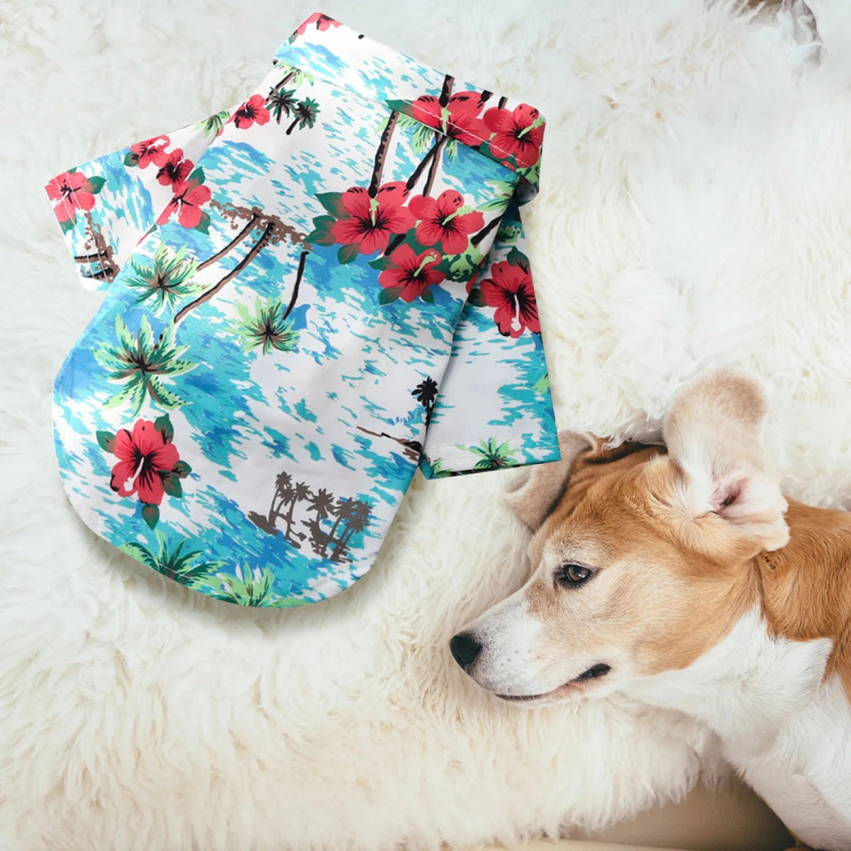 Dog Fashion Trends - Valitic Pets