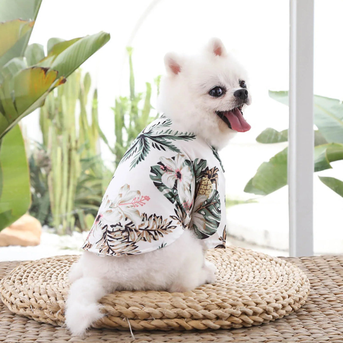 Dog Fashion Trends - Valitic Pets